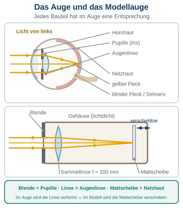Grafik: Querschnitt des Auges mit Hornhaut, Pupille, Augenlinse, Netzhaut, gelbem Fleck und Sehnerv; darunter das Modellauge mit Blende, Linse und verschiebbarer Mattscheibe.