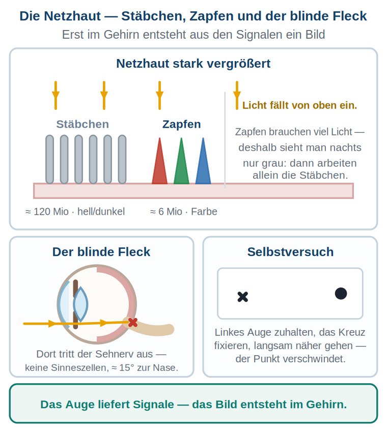 Grafik: stark vergrößerte Netzhaut mit Stäbchen und drei Zapfensorten, daneben die Lage des blinden Flecks am Sehnerv und eine Selbstversuchskarte mit Kreuz und Punkt.