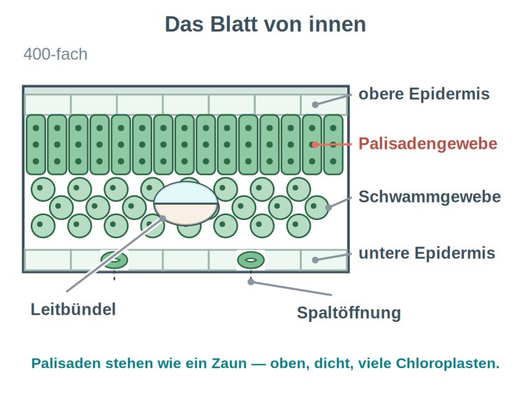 Grafik: beschrifteter Blattquerschnitt bei 400-facher Vergrößerung mit oberer Epidermis, Palisadengewebe, Schwammgewebe, unterer Epidermis, Leitbündel und Spaltöffnung.