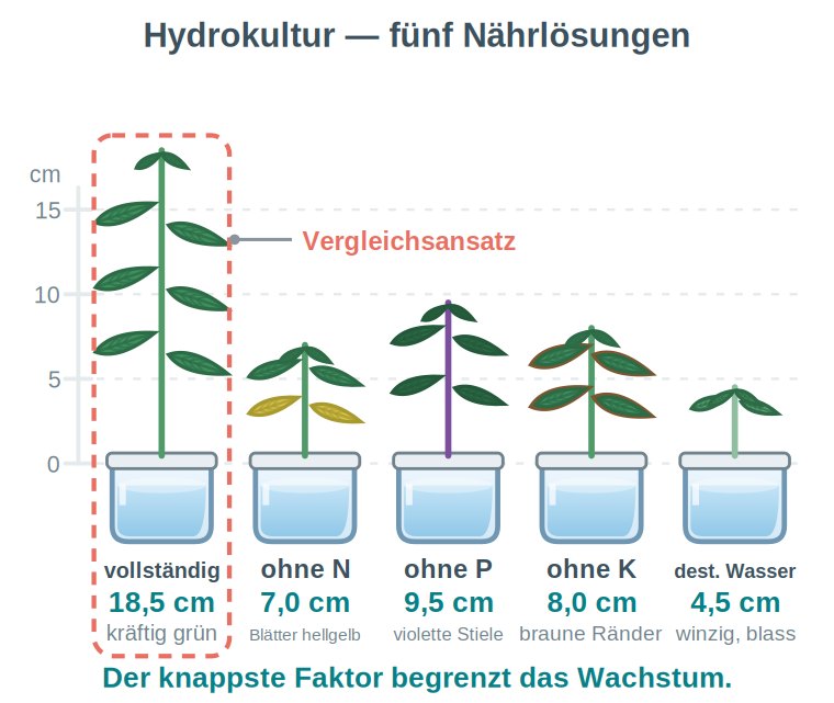 Grafik: fünf Pflanzen in Hydrokultur mit Höhenskala, jeweils mit fehlendem Nährsalz und beobachtetem Symptom beschriftet; der Vergleichsansatz ist hervorgehoben.