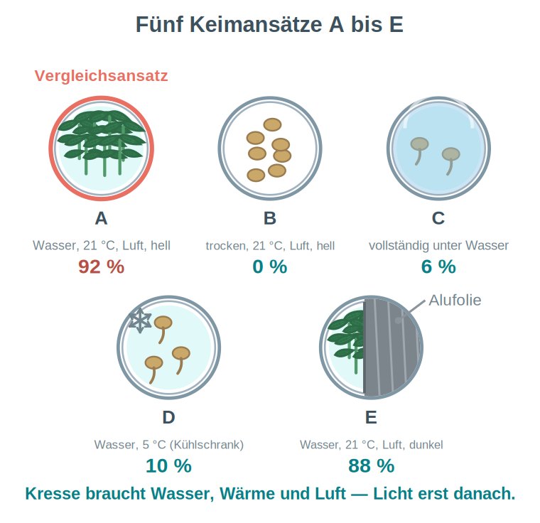 Grafik: fünf Petrischalen mit Kressesamen unter verschiedenen Bedingungen, jeweils mit Angabe der Bedingung und der erreichten Keimrate; der Vergleichsansatz ist hervorgehoben.