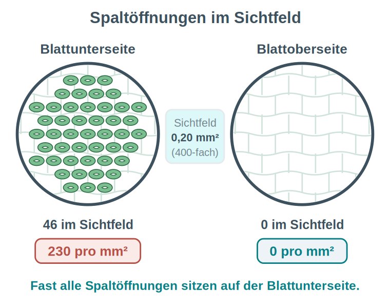 Grafik: zwei mikroskopische Sichtfelder nebeneinander – Blattunterseite mit zahlreichen Spaltöffnungen, Blattoberseite ohne.