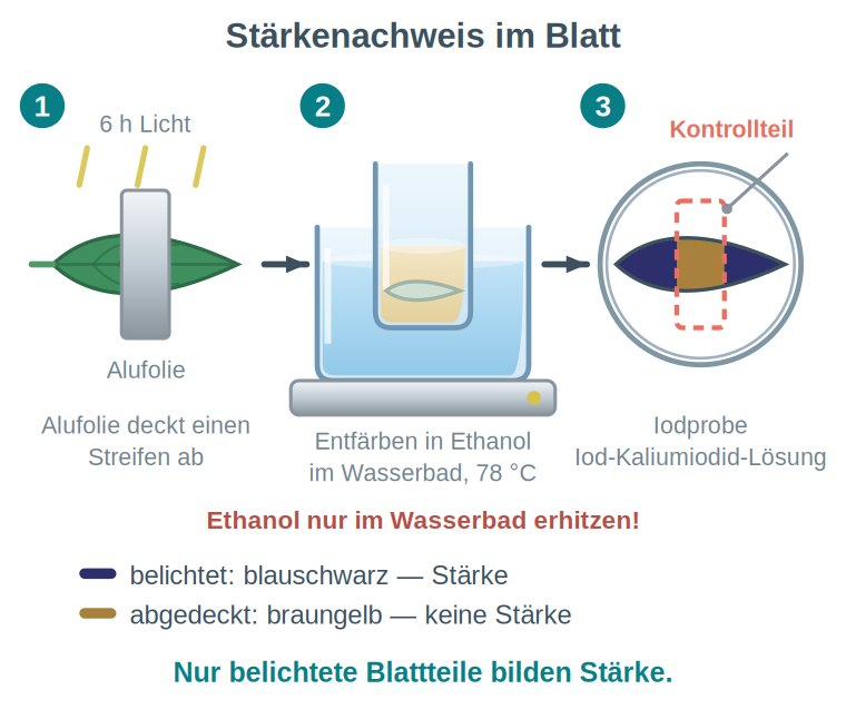 Grafik: Blatt mit abgedecktem Streifen, Entfärben in Ethanol im Wasserbad und Iodprobe; der belichtete Teil färbt sich dunkel, der abgedeckte bleibt hell.